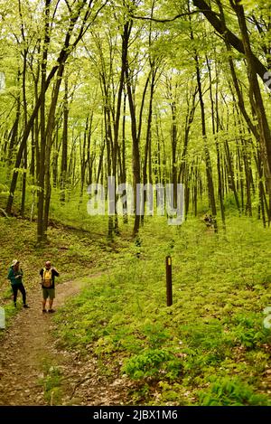Gruppe von Wanderern auf dem Ice Age National Scenic Trail, angeführt von einem Fremdenführer des Wisconsin Department of Natural Resources, Elkhart Lake, Wisconsin, USA Stockfoto