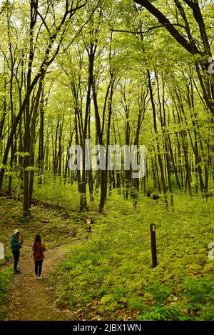 Gruppe von Wanderern auf dem Ice Age National Scenic Trail, angeführt von einem Fremdenführer des Wisconsin Department of Natural Resources, Elkhart Lake, Wisconsin, USA Stockfoto