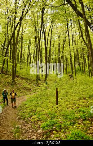 Gruppe von Wanderern auf dem Ice Age National Scenic Trail, angeführt von einem Fremdenführer des Wisconsin Department of Natural Resources, Elkhart Lake, Wisconsin, USA Stockfoto