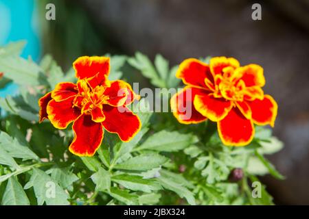 Ein horizontales Foto von zwei Safari Scarlet French Marigold Blumen an einem sonnigen Tag, bereit für die Pflanzung im Garten. Stockfoto