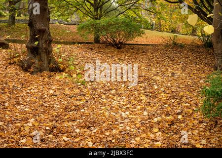 Rund Um Hobart - Royal Tasmanian Botanical Gardens Stockfoto