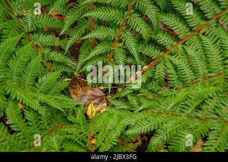 Rund Um Hobart - Royal Tasmanian Botanical Gardens Stockfoto