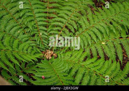 Rund Um Hobart - Royal Tasmanian Botanical Gardens Stockfoto