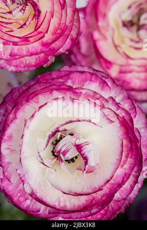 Ein Nahaufnahme-Foto, das auf tiefrosa und weißen Ranunculus-Perserfaltern (Tomer Picotee) in voller Blüte blickt. Stockfoto