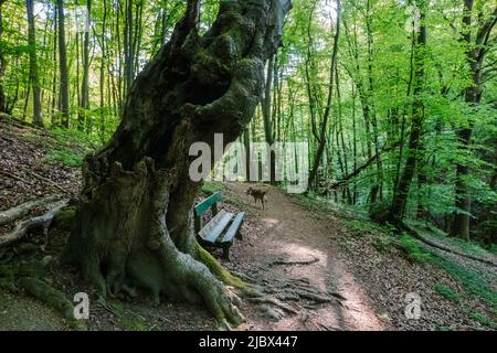 Rheinsteig Wanderweglandschaft im Naturpark Rhein Westerwald in Unkel Stockfoto