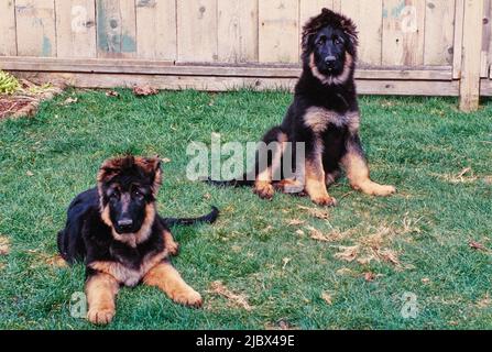 Zwei deutsche Schäferhündchen im Gras Stockfoto