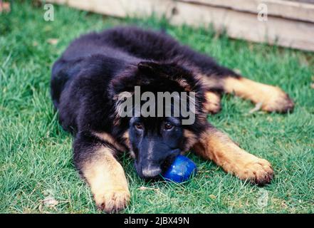 Ein deutscher Schäferhund im Gras Stockfoto
