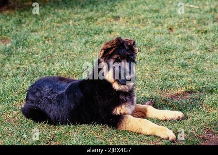 Ein deutscher Schäferhund im Gras Stockfoto