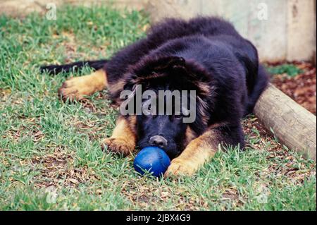 Ein deutscher Schäferhund im Gras Stockfoto