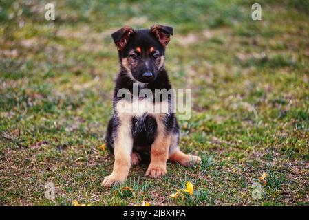 Ein deutscher Schäferhund im Gras Stockfoto
