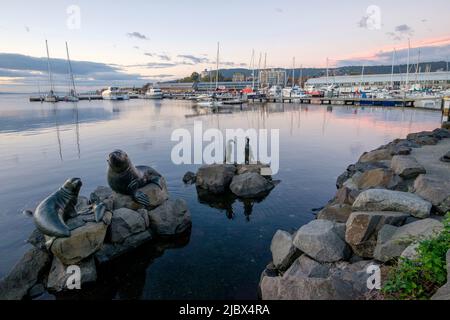 Rund Um Hobart - Constitution Dock Area Stockfoto