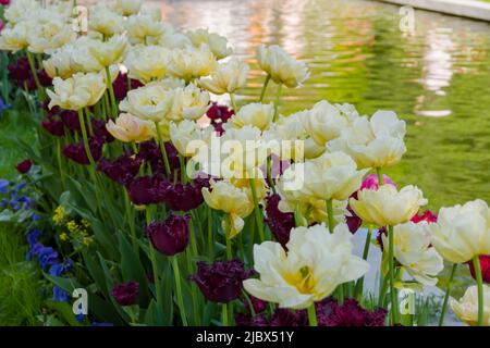 Burgunder Tulpengorilla und gelbe Tulpe verona blüht Stockfoto