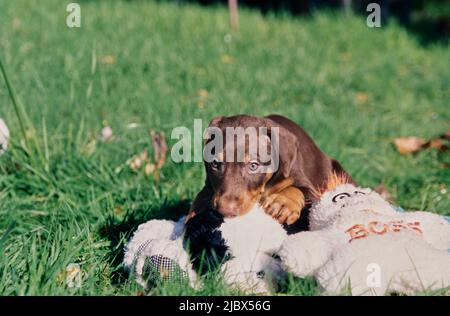 Ein Dobermann-Welpe, der im Gras liegt und auf Stoffspielzeug kaut Stockfoto