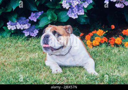 Eine englische Bulldogge, die auf Gras vor violetten und orangen Blumen liegt Stockfoto