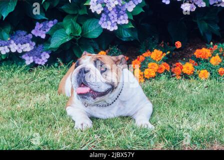 Eine englische Bulldogge, die auf Gras vor violetten und orangen Blumen liegt Stockfoto