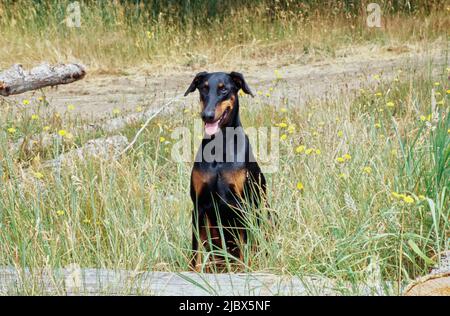 Ein Dobermann, der hinter einem Baumstamm in hohem Gras mit gelben Wildblumen sitzt Stockfoto