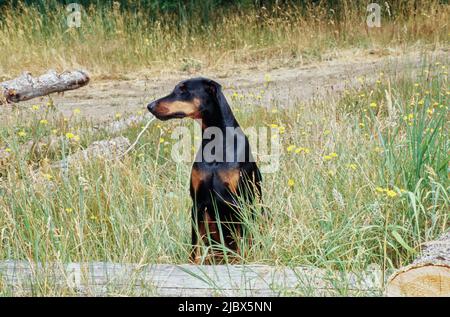 Ein Dobermann, der hinter einem Baumstamm in hohem Gras mit gelben Wildblumen sitzt Stockfoto