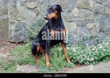 Ein Dobermann sitzt vor einer Felswand neben weißen Blumen Stockfoto