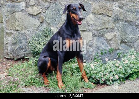 Ein Dobermann sitzt vor einer Felswand neben weißen Blumen Stockfoto