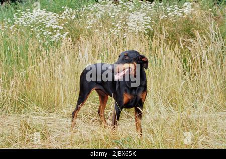 Ein Dobermann, der auf einem Feld aus hohem Gras mit weißen Wildblumen steht Stockfoto