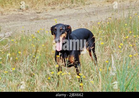 Ein Dobermann, der auf einem Feld aus hohem Gras mit gelben Wildblumen steht Stockfoto