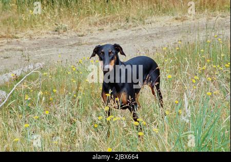 Ein Dobermann, der auf einem Feld aus hohem Gras mit gelben Wildblumen steht Stockfoto