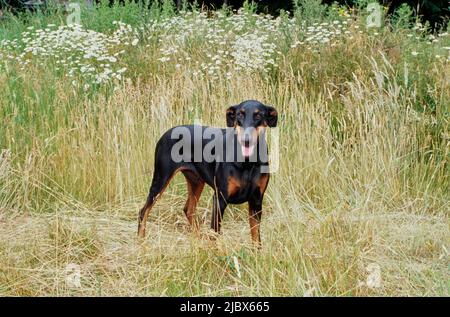 Ein Dobermann, der auf einem Feld aus hohem Gras mit weißen Wildblumen steht Stockfoto