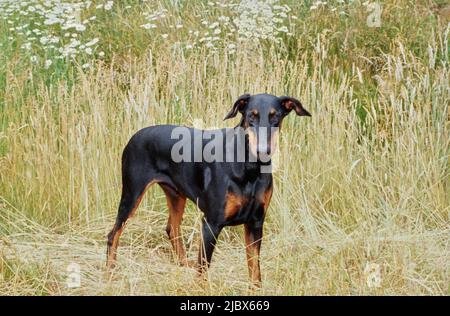 Ein Dobermann, der auf einem Feld aus hohem Gras mit weißen Wildblumen steht Stockfoto