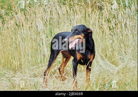 Ein Dobermann, der auf einem Feld mit hohem Gras steht Stockfoto