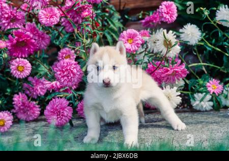 Sibirischer Husky Welpe vor rosa Blüten Stockfoto