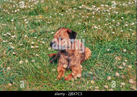 Border Terrier auf Gras Stockfoto