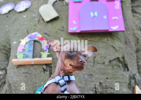 Ein süßer, kleiner, russischer Spielzeug-Terrier-Hund. Stockfoto