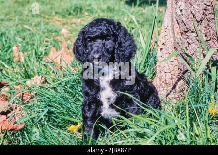 Ein Standard-Pudel-Welpe in hohem Gras an der Basis eines Baumes Stockfoto