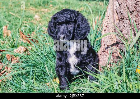 Ein Standard-Pudel-Welpe in hohem Gras an der Basis eines Baumes Stockfoto