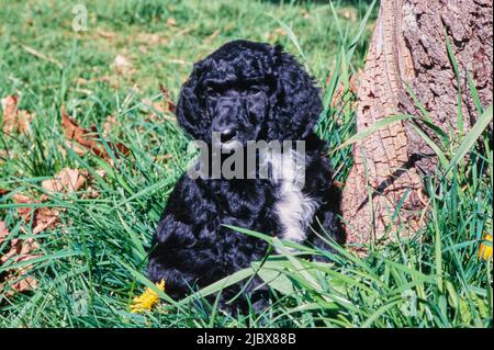 Ein Standard-Pudel-Welpe in hohem Gras an der Basis eines Baumes Stockfoto