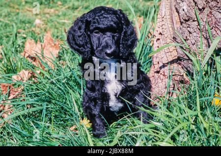 Ein Standard-Pudel-Welpe in hohem Gras an der Basis eines Baumes Stockfoto