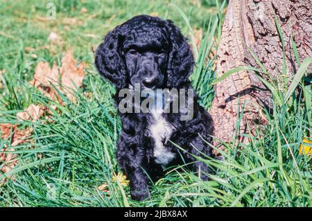 Ein Standard-Pudel-Welpe in hohem Gras an der Basis eines Baumes Stockfoto