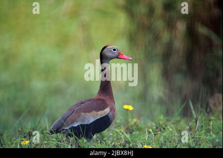 Schwarzbauchpfeife Ente und Gelbe Blumen Stockfoto
