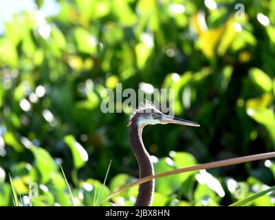 Dreifarbiger Reiher im Marsh Stockfoto