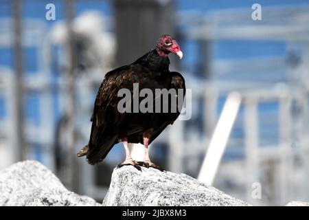 John Crow Auf Rock Pile Stockfoto