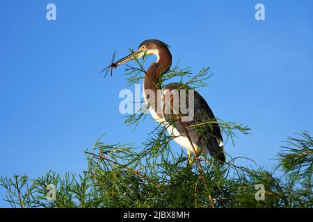 Dreifarbige Mahlzeit mit Reiher und Fliege Stockfoto