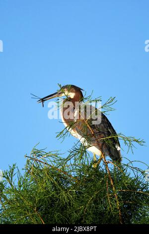 Dreifarbiger Reiher, der die Fliege frisst Stockfoto