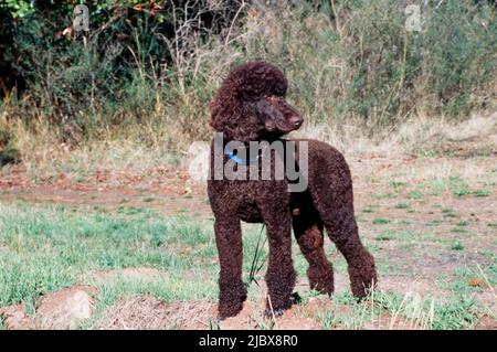 Ein Standardpudel, der auf einem Pfad steht Stockfoto