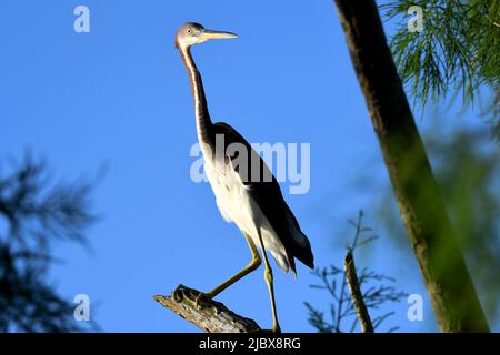 Reiher In Treetop Stockfoto