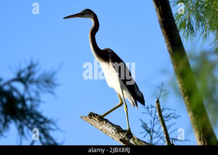 Dreifarbiger Reiher im Baum Stockfoto