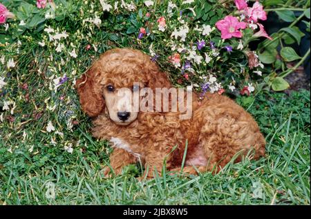 Ein normaler Pudel-Welpe, der im Gras vor weißen und rosa Blüten sitzt Stockfoto