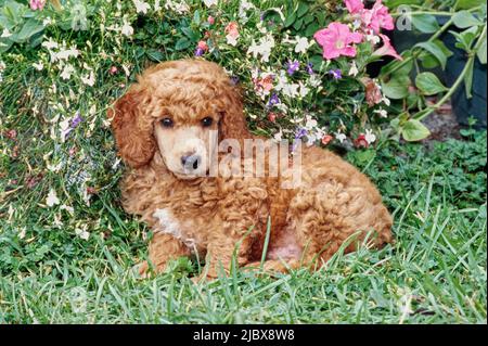 Ein normaler Pudel-Welpe, der im Gras vor weißen und rosa Blüten sitzt Stockfoto