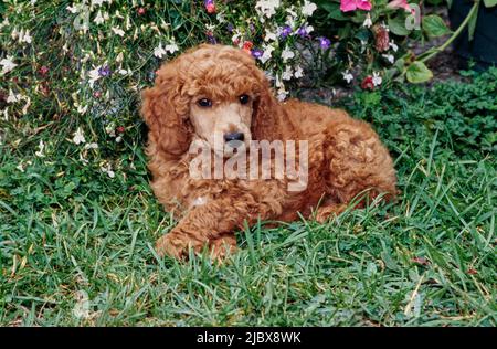 Ein normaler Pudel-Welpe, der im Gras vor weißen und rosa Blüten sitzt Stockfoto
