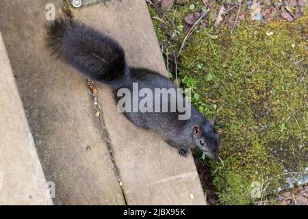 Ein schwarz-östliches graues Eichhörnchen (Sciurus carolinensis), von oben gesehen in Bremerton, Washington. Stockfoto