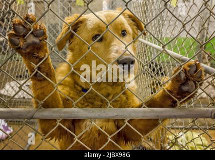 Ein streunender Hund versucht, die Aufmerksamkeit eines potenziellen Adopters in einem Tierheim am 8. März 2012 in Columbus, Mississippi, zu erregen. Stockfoto